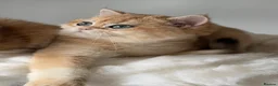 British Longhair cats for sale: British Shorthair or Longhair Godlen kittens  - Advert 32