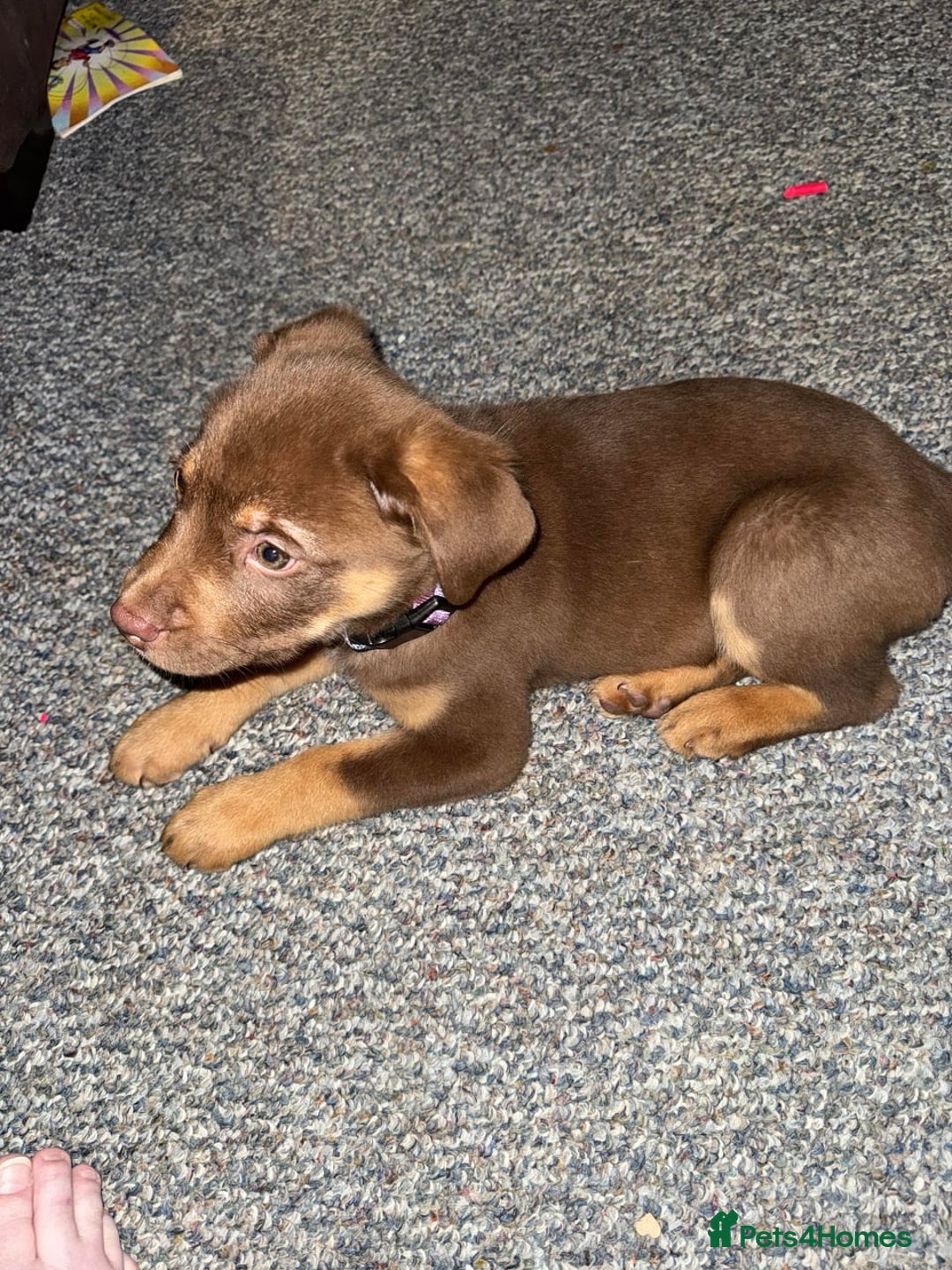 Rottweiler dogs for sale: Beautiful Rottweiler With a Loving Personality 🐕 - Advert 10