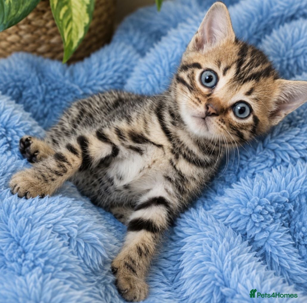 Mixed Breed cats 💫READY 31ST💫Bengal X selkirk rex male kittens  - Advert 1