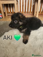 German Shepherd dogs German shepard puppies for sale - Advert 14