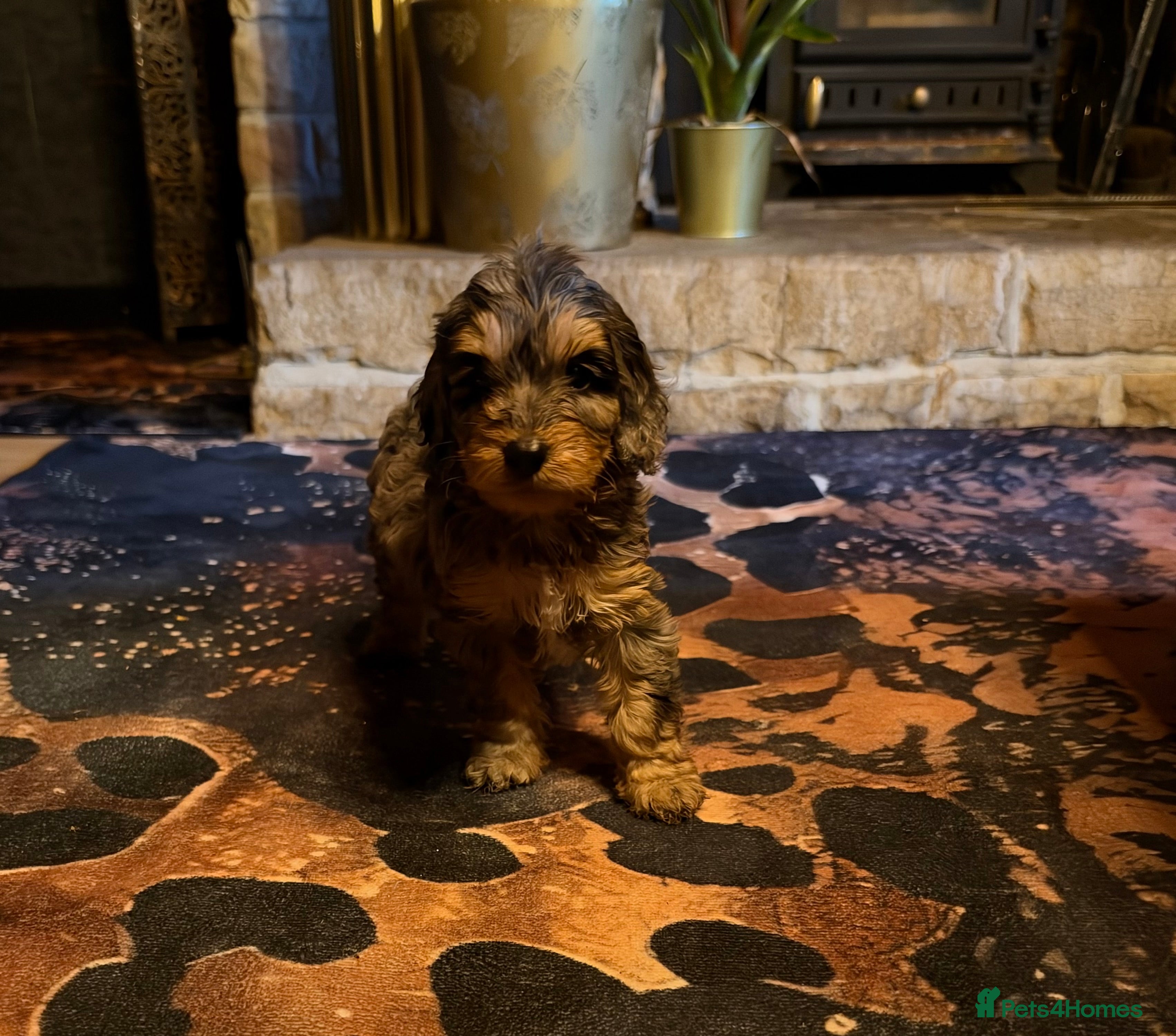 Cockapoo dogs Adorable Cockapoo Puppies  - Advert 1