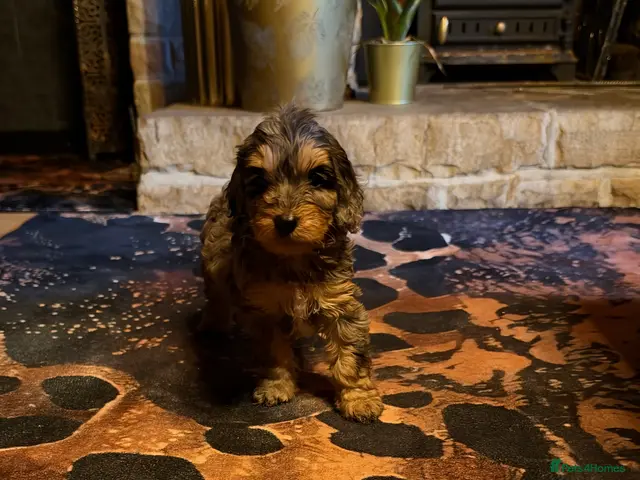 Cockapoo dogs Adorable Cockapoo Puppies - Advert 1