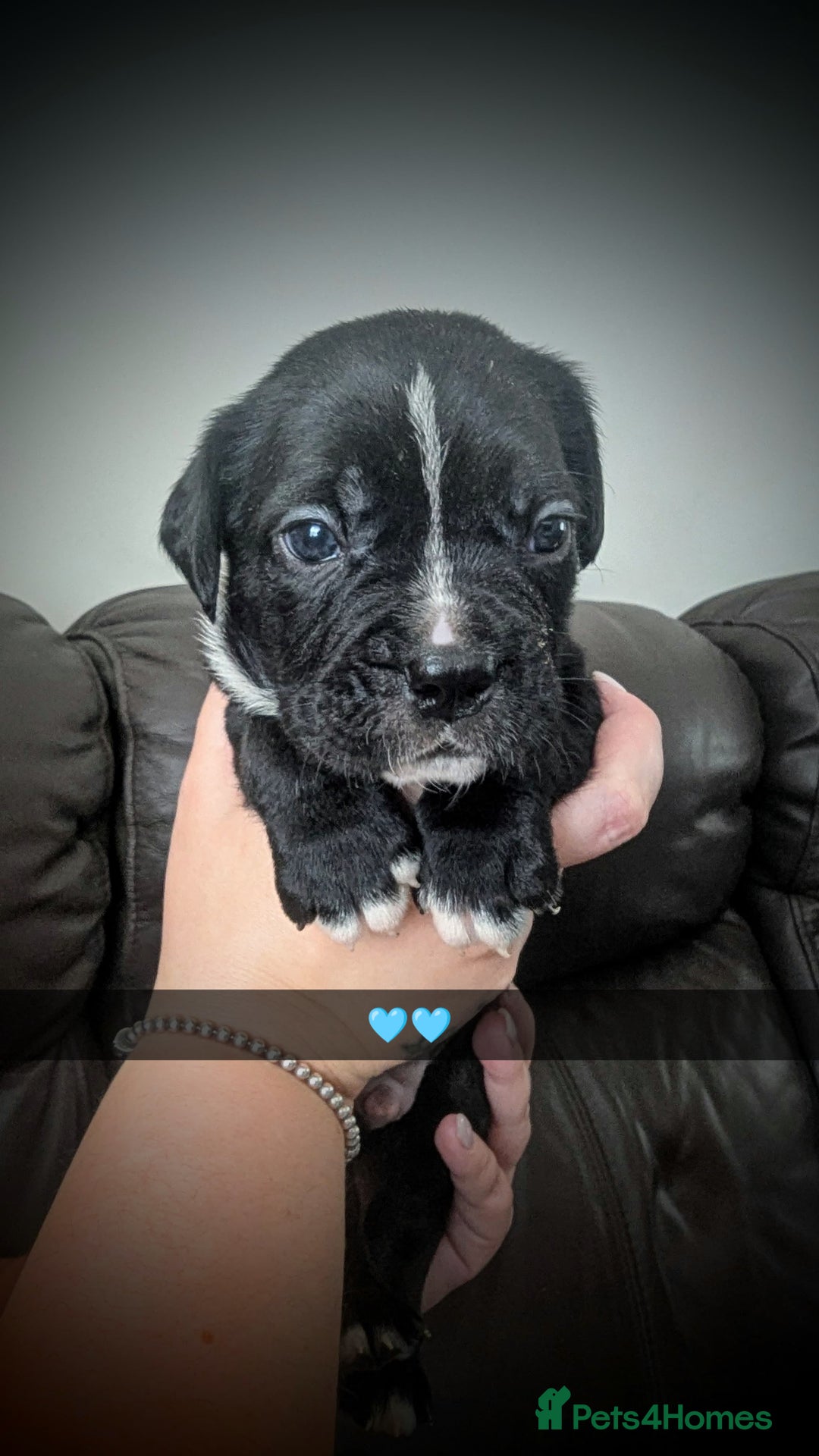 Mixed Breed dogs for sale: Cane corso cross  - Image 4