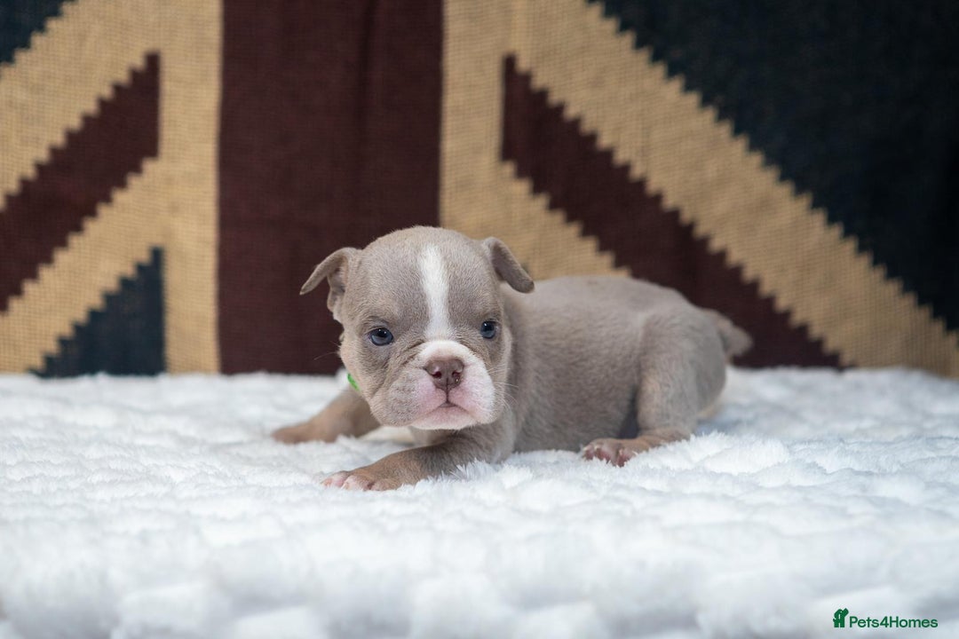 English Bulldog dogs for sale: For sale: 7 English Bulldog Puppies - Image 4