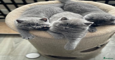 British Shorthair cats - Advert 15