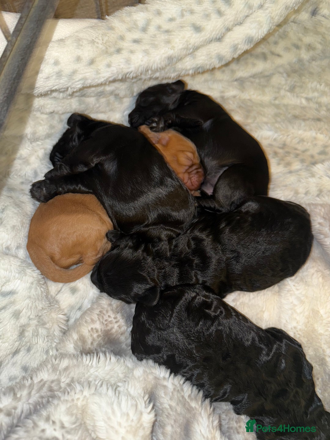 Cockapoo dogs for sale: Cockapoo F1B puppies  - Image 3