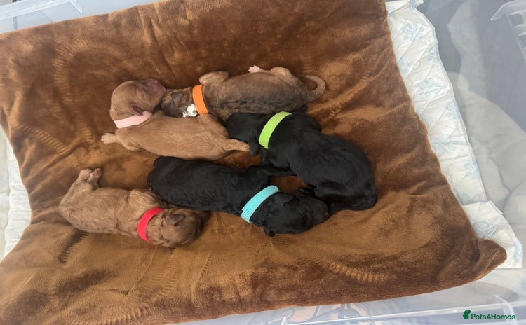Mixed Breed dogs - Advert 10
