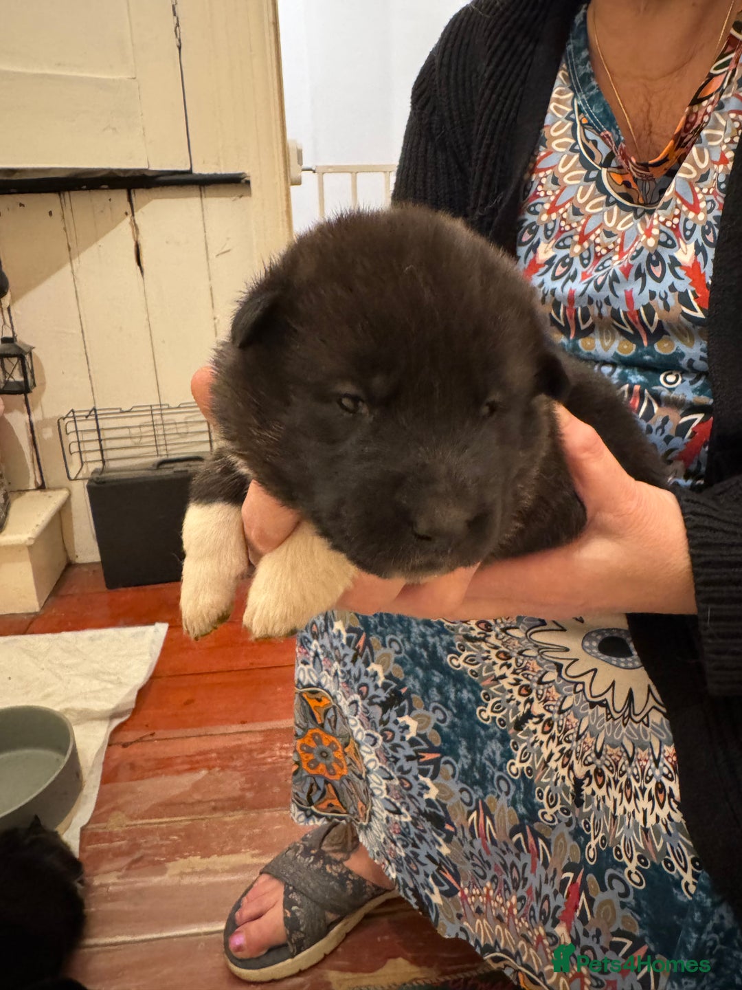 Akita dogs for sale: Black Mask American Akita Puppies - Advert 11