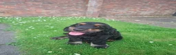 Cocker Spaniel dogs for sale: KC show black & tan male cocker spaniel puppy - Advert 1