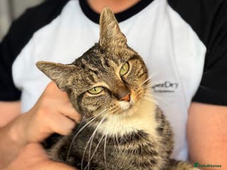 Mixed Breed cats Young tabby looking for her forever home - Advert 1