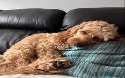 Cockapoo dogs for sale: Cockapoo Puppies for Sale - Image 21