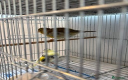 Canaries birds for sale: Canary - Image 1