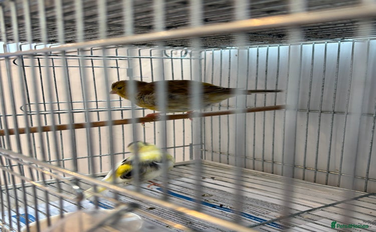 Canaries birds - Advert 8