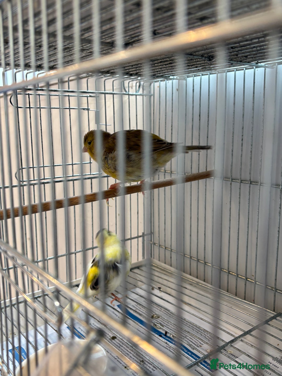 Canaries birds for sale: Canary - Image 1