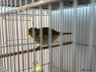 Canaries birds - Advert 14