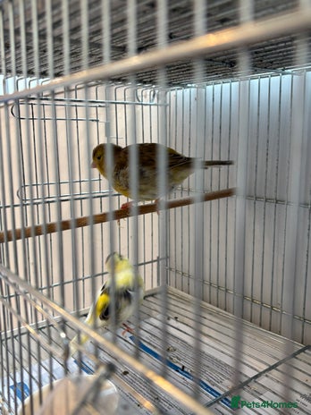 Canaries birds - Advert 5