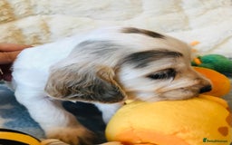 Cocker Spaniel dogs for sale: Show Type Health Tested, KC Reg puppies  - Image 2