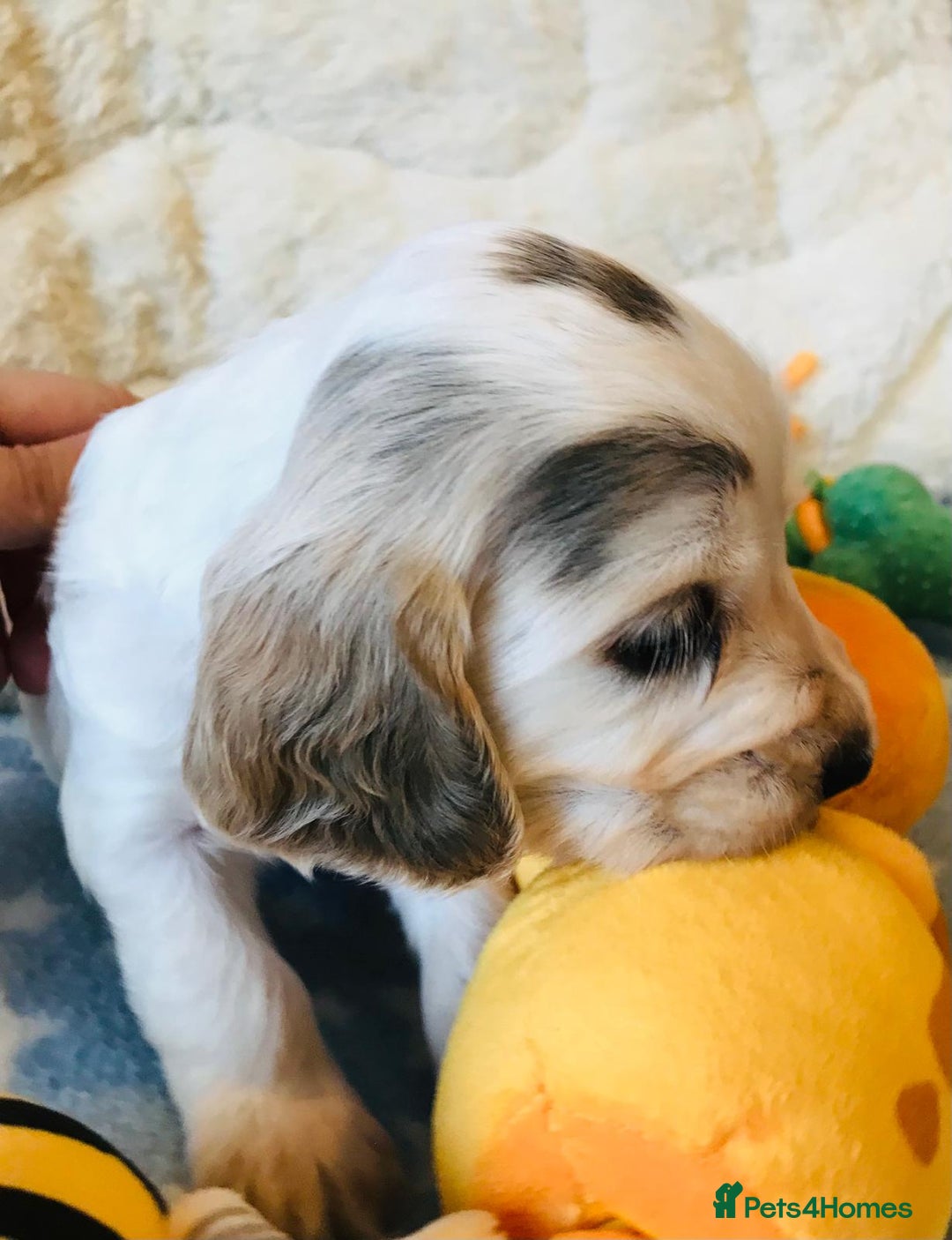 Cocker Spaniel dogs for sale: Show Type Health Tested, KC Reg puppies  - Image 2