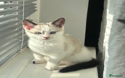 Domestic Shorthair cats for sale: Amazingly Tame, Beautiful Female Kittens  - Image 2