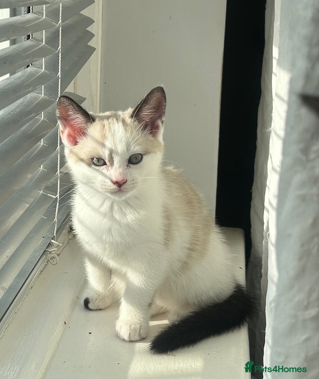 Domestic Shorthair cats for sale: Amazingly Tame, Beautiful Female Kittens  - Image 2