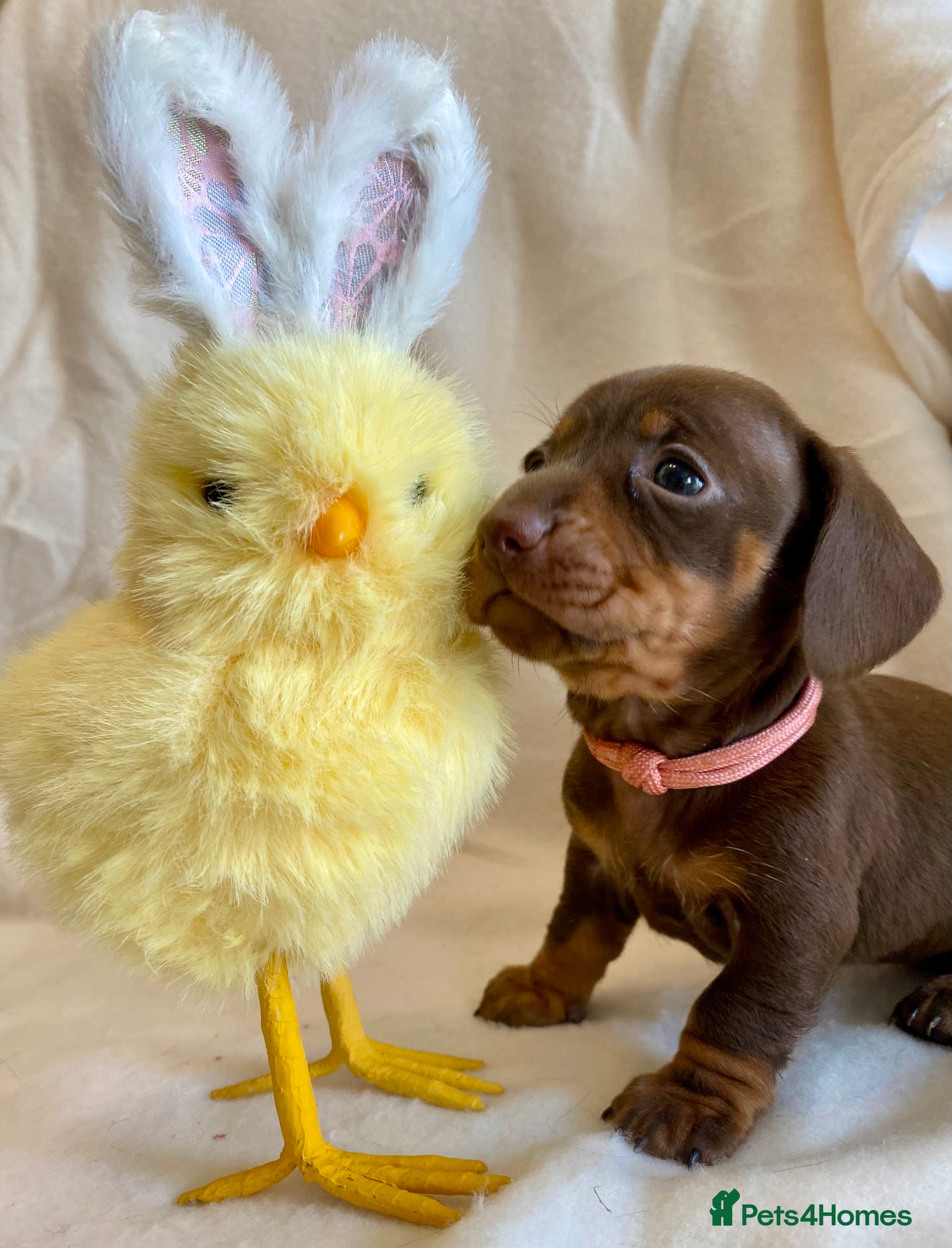 Miniature Dachshund dogs OVER 40 CHAMPIONS, KC REG - Advert 3