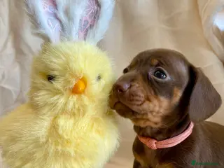 Miniature Dachshund dogs OVER 40 CHAMPIONS, KC REG - Advert 8