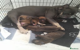 Mixed Breed dogs for sale: Puppies for sale ready 10th September - Image 4