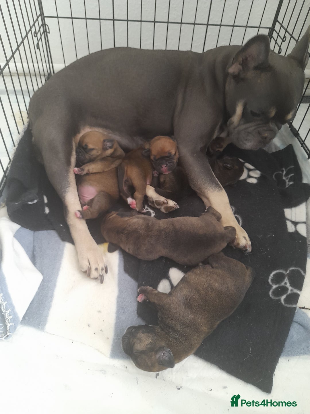 Mixed Breed dogs for sale: Puppies for sale ready 10th September - Image 4