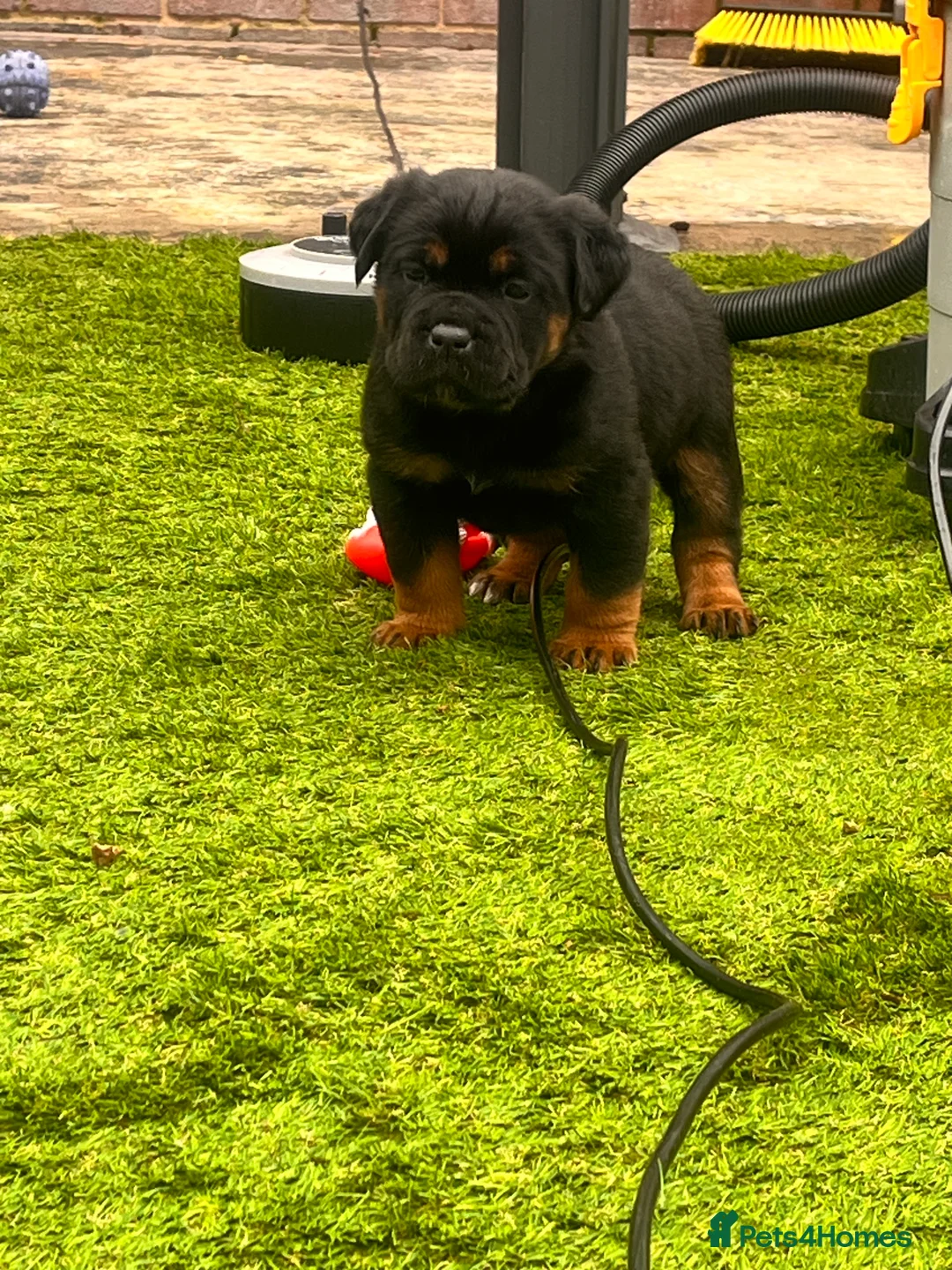 Rottweiler dogs for sale: Last 1 Left Chunky Female  - Advert 2