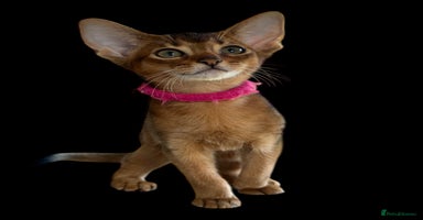 Abyssinian cats - Advert 5