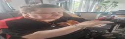 Corn Snake reptiles for sale: Corn snake  - Advert 2