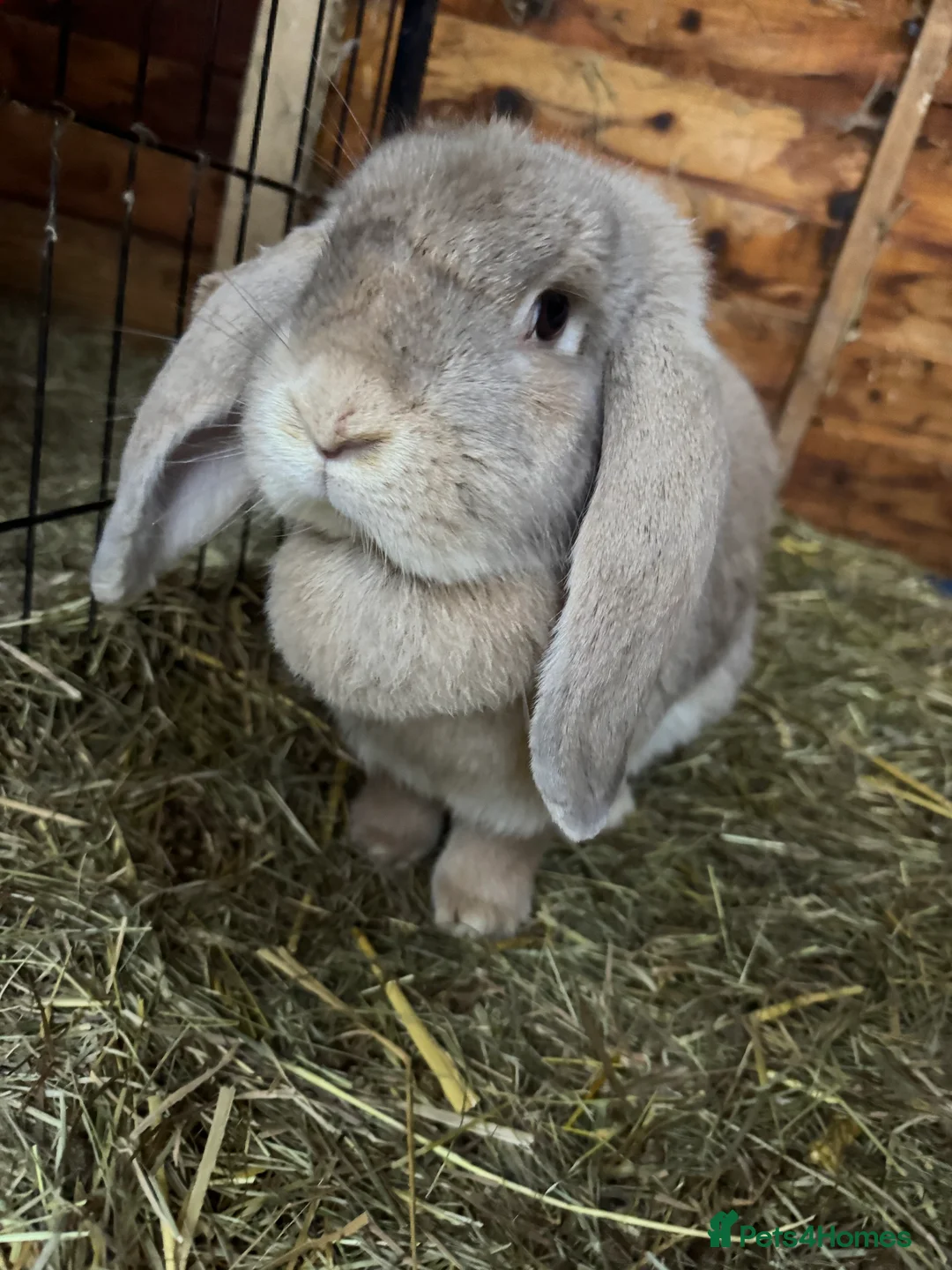 French Lop rabbits for sale: Bonded Sister French Lops for pet home - Advert 4