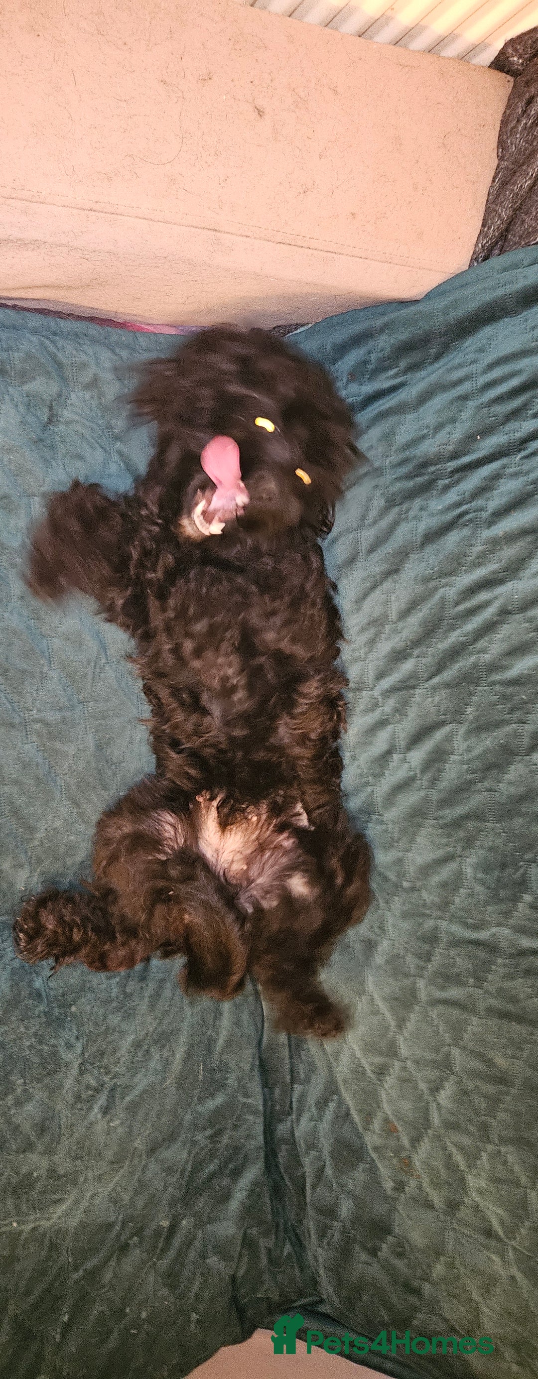 Cockapoo dogs for sale: Very sad sale of my Cockapoo - Image 2