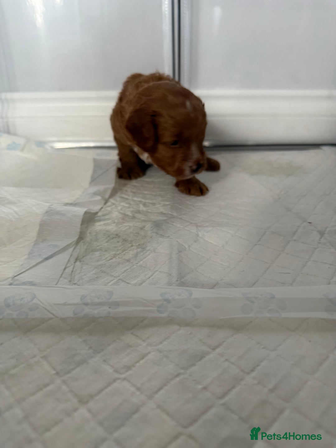 Cockapoo dogs for sale: Championship bloodline F1B toy Cockapoos  - Advert 36