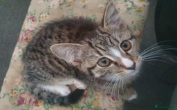 Mixed Breed cats for sale: The three musketeers are looking for new homes - Image 11