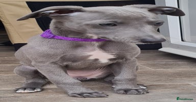 Whippet dogs - Advert 11
