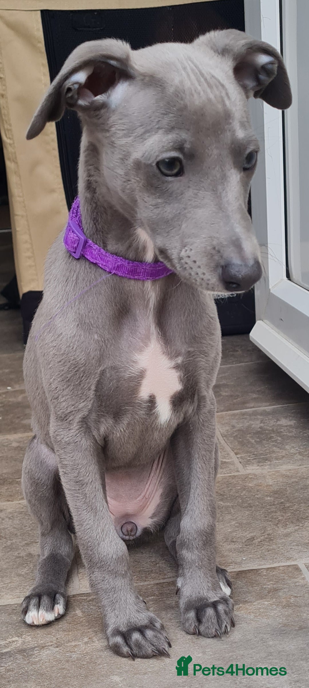 Whippet dogs for sale: KC Whippet puppy. READY TO LEAVE - one girl left - Image 2