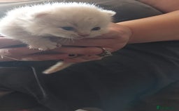 British Shorthair cats for sale:  ✨️ Joyful British Shorthair Kittens ✨️ - Image 12