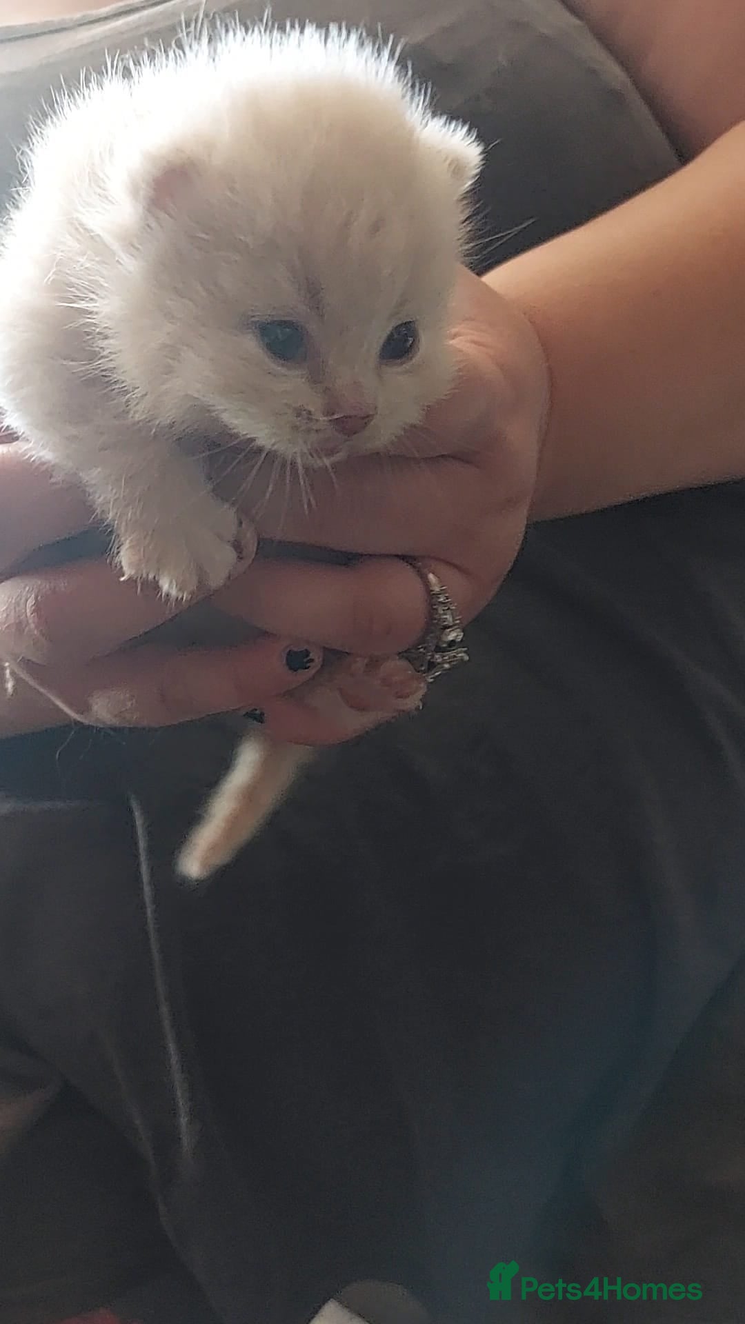British Shorthair cats for sale:  ✨️ Joyful British Shorthair Kittens ✨️ - Image 12