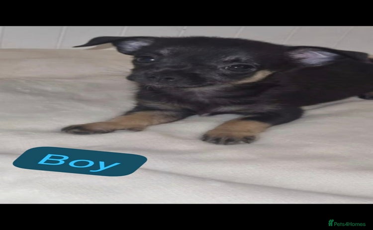 Chihuahua dogs - Advert 16
