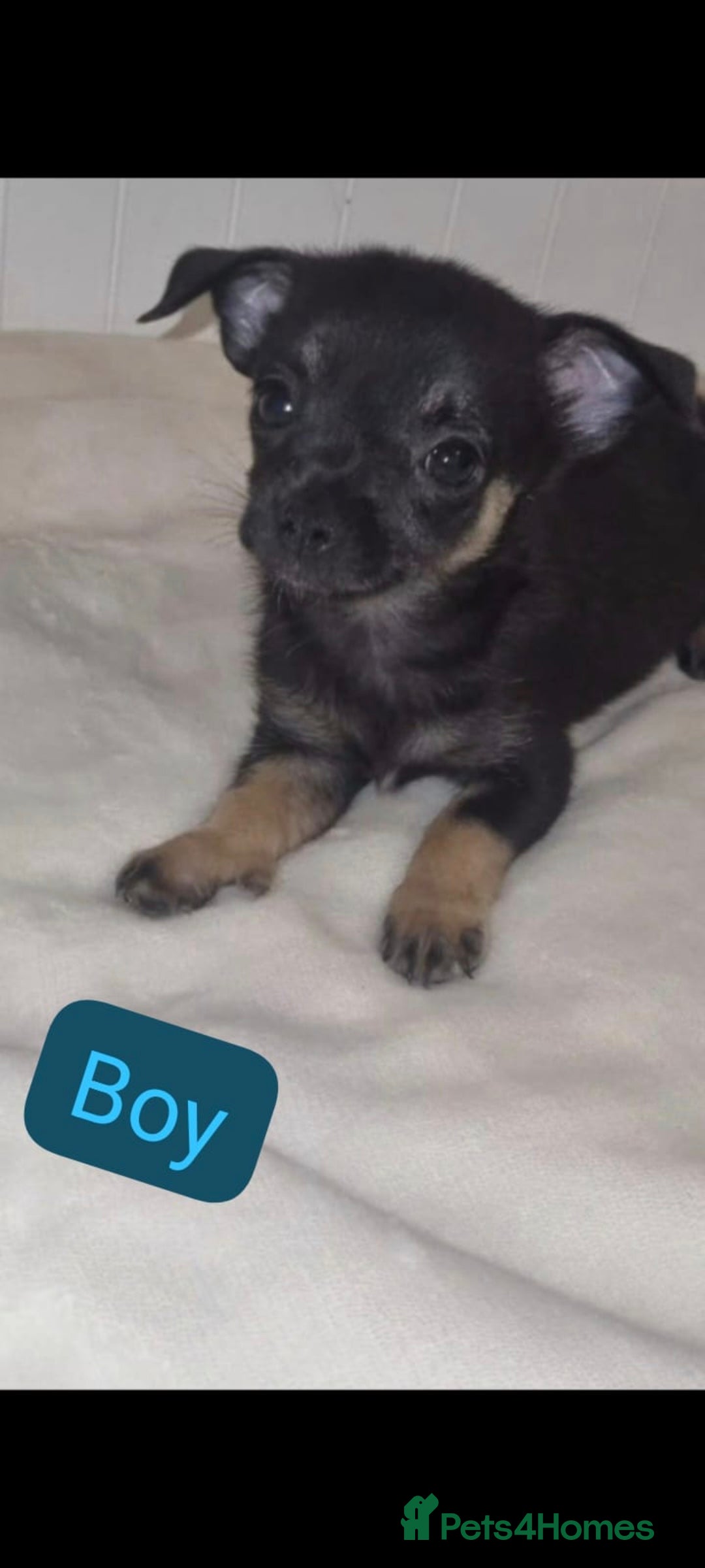 Chihuahua dogs for sale: Chihuahua puppies - Image 1