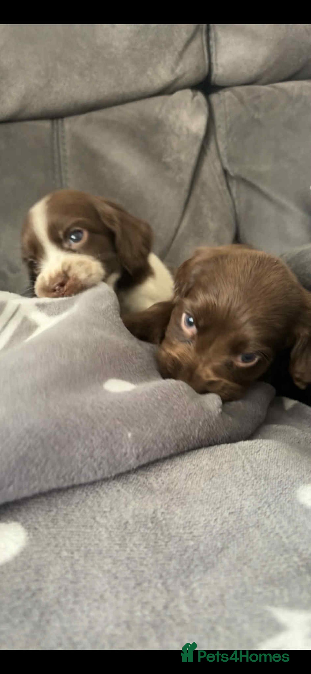 Cocker Spaniel dogs for sale: Cocker Spaniel Puppy’s  - Image 28
