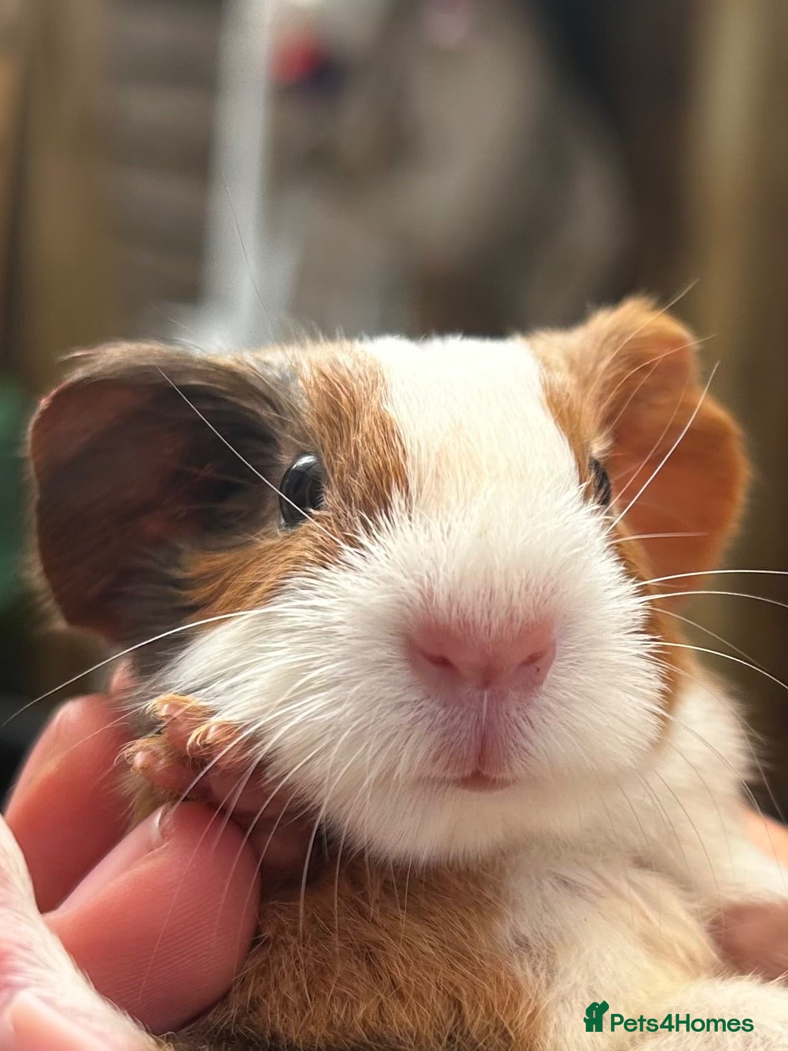 Guinea Pig rodents for sale: 2 Baby boy guinea pigs  - Advert 1