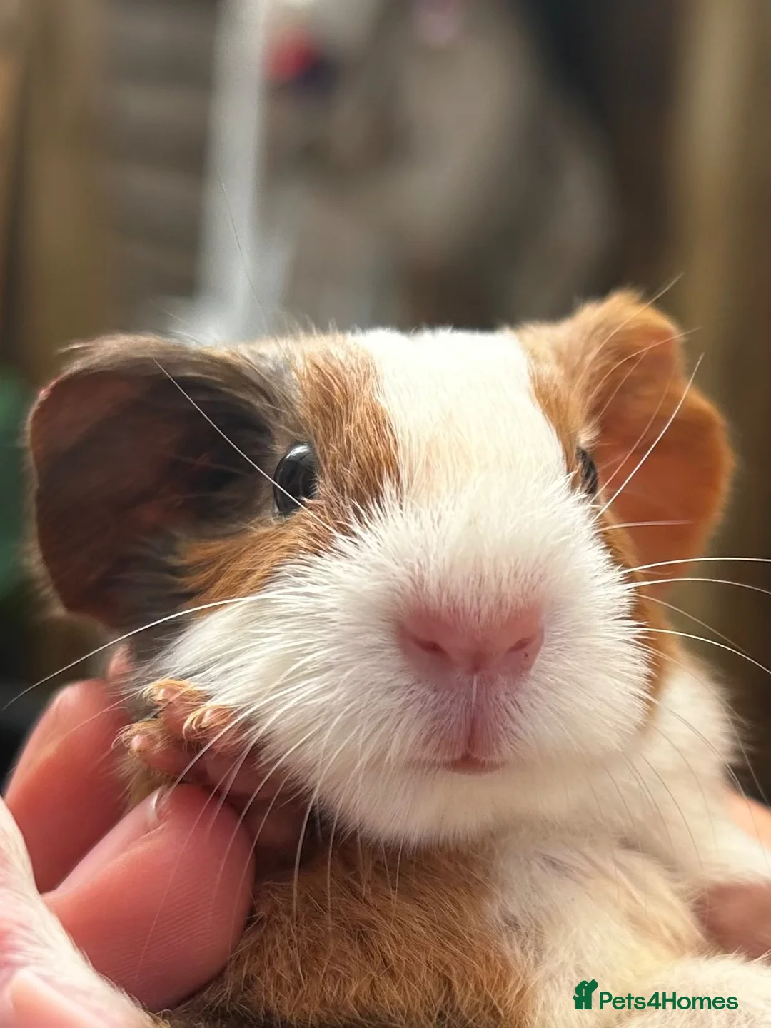 Guinea Pig rodents for sale: Baby guinea pigs, 3 pairs of male & 1 x females - Advert 1