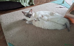 Ragdoll cats for sale: Beautiful gccf registered kittens - Image 19
