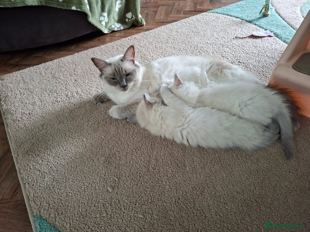Ragdoll cats for sale: Beautiful gccf registered kittens - Image 19