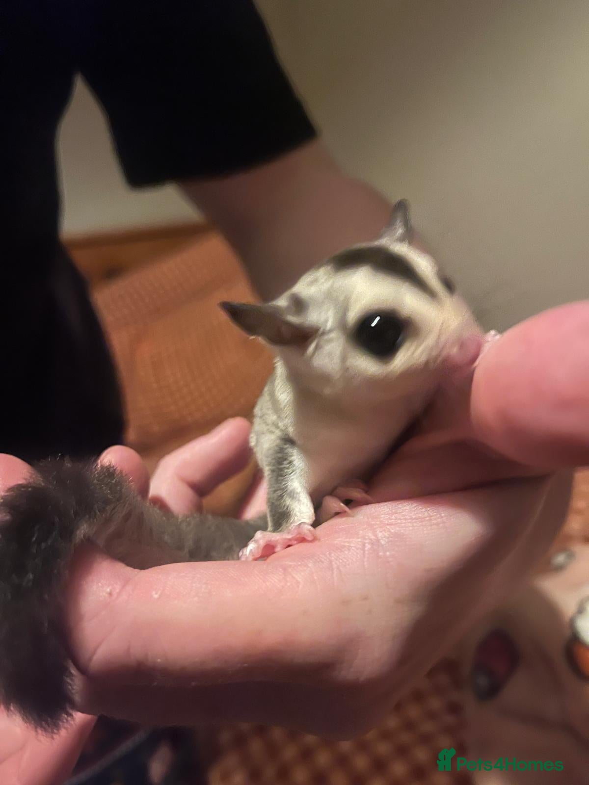 Sugar Glider rodents Two white face sugar gliders available  - Advert 3