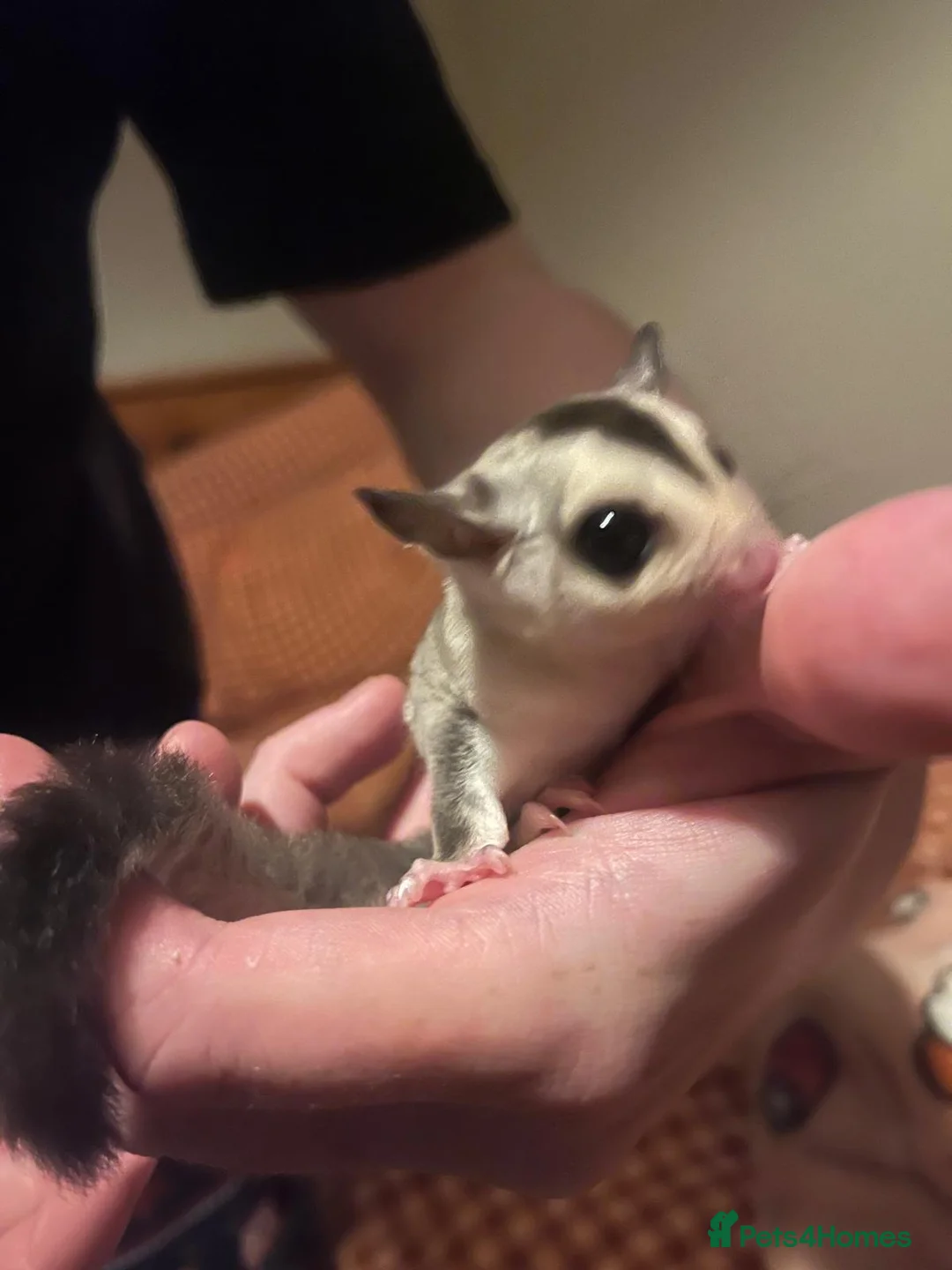 Sugar Glider rodents for sale: Two white face sugar gliders available  in Northampton - Advert 1