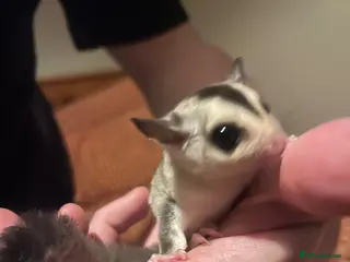 Sugar Glider rodents Two white face sugar gliders available - Advert 1