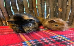Guinea Pig rodents for sale: Beautiful pairs of male Abyssinian guinea pigs - Image 13